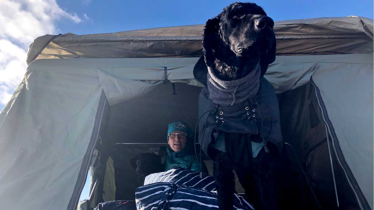 Eva och hennes hundar tar taktältet till träningar och jaktprov